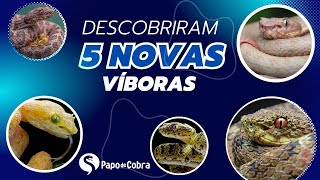 INCRÍVEL  Novas espécies de víboras são descobertas  Papo de Cobra cobras curiosidades [upl. by Lotson]