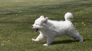 The Incredible Story of Famous Great Pyrenees Dogs [upl. by Petua]