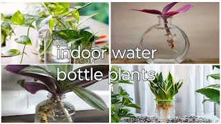 How to grow plant in water indoor plants you can grow in water mpfresh [upl. by Sybley107]