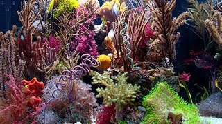 Gorgonian Coral Discoveries  UH Manoa  Sonia Rowley [upl. by Lamaaj]