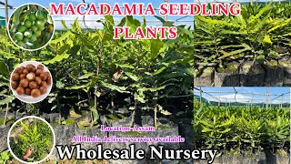 Macadamia nutseedling plants 🌱  Macadamia wholesale nursery in assam  मैकाडामिया के पौधे [upl. by Adav]