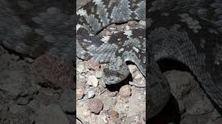 Black tailed rattlesnake [upl. by Orat849]