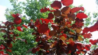 Corylus maxima Red Zellernus Purpleleaved Hazel [upl. by Henriques]