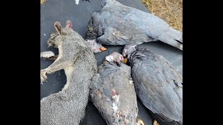 Squirrel and Bandtailed Pigeon hunting at BZone California Mountain Pigeon [upl. by Areid]