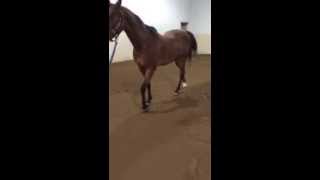 After video of laminitis case from joint injections [upl. by Olihs]