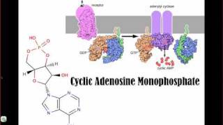 Activation of Protein Kinase A by cAMP [upl. by Dhruv]