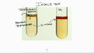 Indole test 2 Minutes Microbiology Laboratory Methods Tutorials for NEETPG NEXT USMLE PLAB [upl. by Combe398]