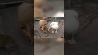 Pelican Tries to Eat Capybara [upl. by Tnayrb945]