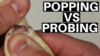 Popping VS Probing Ball Pythons Which Method Is Best  Benjamins Exotics [upl. by Bloem]