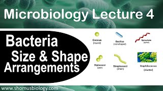 Microbiology lecture 4  bacteria size shape and arrangement [upl. by Ogu]