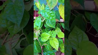 betel 🍃 leaf paan ka patta homegardenshorts video [upl. by Lisk]