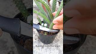 Tips Budidaya Euphorbia baioensis agar cepat banyak aridzona euphorbia propagation sukulen [upl. by Horn]