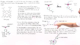 Heme Group of Hemoglobin and Myoglobin [upl. by Marillin651]