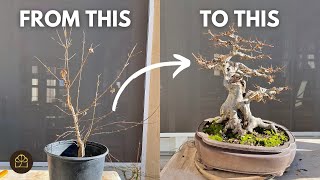 How to Turn a 3YearOld Tree to 25YearOld Bonsai [upl. by Mchale173]