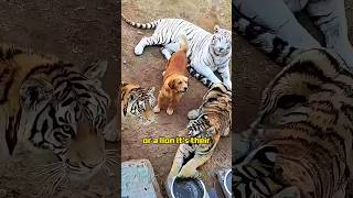 Bigger than a tiger or a lion🦁🐯🐶 shortvideo shorts animals story dog lion tiger [upl. by Vladimir39]