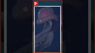 Giant Jellyfish Discovered in Antarctica  Stunning Underwater Footage [upl. by Hnao22]