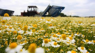 Beautiful Chamomile Flower Harvesting Machine  Chamomile Oil and Tea processing in Factory [upl. by Carrington]