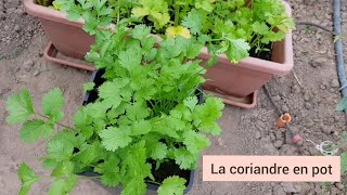 Faire pousser la coriandre en pot [upl. by Binah167]