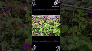 Gomphrena Flower Plant or Globe Amaranth or Bogada Banti or Vadamalli nature shorts flowers [upl. by Odnavres]