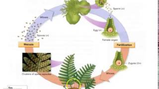 Pteridophyte Lifecycle [upl. by Dlabihcra744]