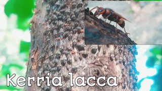 Kerria lacca  Lac insects live as parasites [upl. by Haldane]