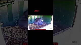 KASTREL VS JACKDAW tranding animals wildlife kastrel jackdaws shortsviral shorts [upl. by Mattias54]