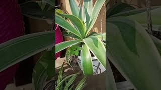 Garden view 🌿garden plants gardening gardenview shorts viral [upl. by Emmery]