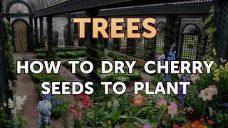 How to Dry Cherry Seeds to Plant [upl. by Feledy866]