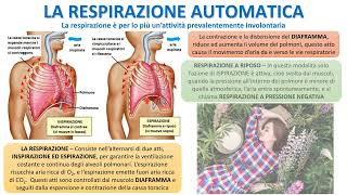 COME FUNZIONA LA RESPIRAZIONE [upl. by Portland]