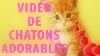 Vidéo de Chatons Adorables [upl. by Natie]