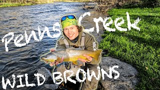 Fly Fishing PENNS Creek 2024 BIG WILD BROWN [upl. by Harad]