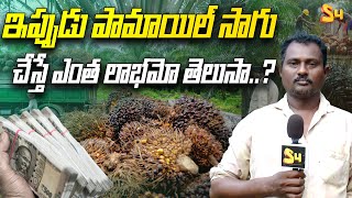 ఇప్పుడు పామాయిల్ సాగు Profits Of Palm Oil Farming  Palm Oil Agriculture  S4 Media [upl. by Asennav]