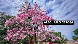 ARBOL PALO DE ROSA  GUAYACAN ROSADO [upl. by Shaia589]