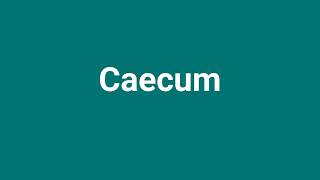 Caecum Meaning and Pronunciation [upl. by Gideon463]