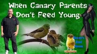 When Canary Parents Dont Feed Their Young  Henrys Bird Room [upl. by Brett51]