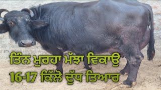 Murrah buffalo sale 16 kg milk ready dairyfarm [upl. by Lattie]