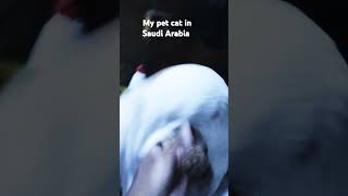 My PET CATS in Saudi Arabia in alham suwaidi exit 26 [upl. by Rogerg]