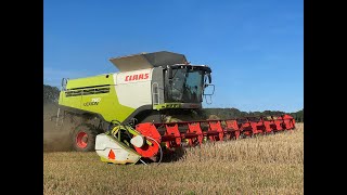 Høst 2024 Langelund maskinstation Skovsminde Claas Lexion 780TT [upl. by Stout]