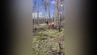 Elk charges after woman who tries to take a photo in Yellowstone [upl. by Jeri]