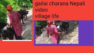 gailai charana Maya cha vanara needo garana Nepali video song [upl. by Marjie]