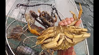 Late fall Dungeness crabbing Marine area 8 2 [upl. by Ablem]