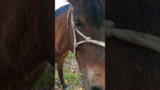 funny videos 2025GRTanmoy travel trending funny viralshort horse foryou [upl. by Margaretha]