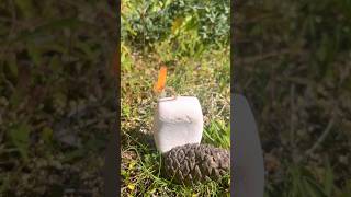 Soap candle 🕯️ outdoors camping wildlife survival fire [upl. by Gerlac]