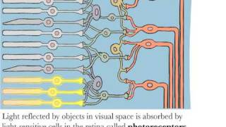 Visual Receptive Fields [upl. by Cowen]