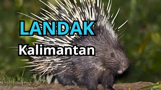 Suara Landak KALIMANTAN  Langka wantarakicau [upl. by Hornstein512]