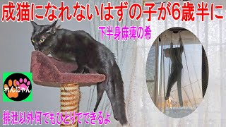 成猫になれないはずの子が６歳半に [upl. by Cock]