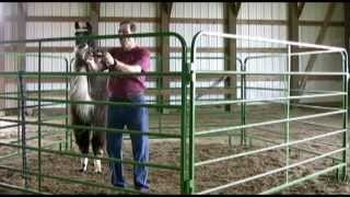 Approach Halter and Lead Your Camelids With Ease [upl. by Annaear]