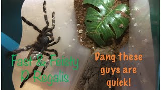 Feeding my P Regalis Plus a threat pose [upl. by Lorraine190]