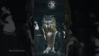 Why do all Birds hates Owls So much factstelugu ytshorts [upl. by Potter]