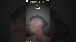 Endocrine glands best video [upl. by Yelekalb]